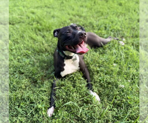 Medium Photo #1 American Staffordshire Terrier-Unknown Mix Puppy For Sale in Fairfax, VA, USA
