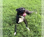 Small American Staffordshire Terrier Mix