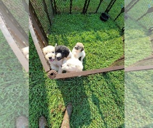 Pyredoodle Puppy for sale in WYANDOTTE, OK, USA