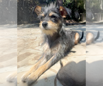 Small #1 Mutt