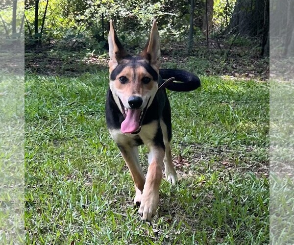 Medium Photo #1 German Shepherd Dog-Unknown Mix Puppy For Sale in Yardley, PA, USA