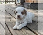 Puppy Beau Cockapoo-Poodle (Miniature) Mix