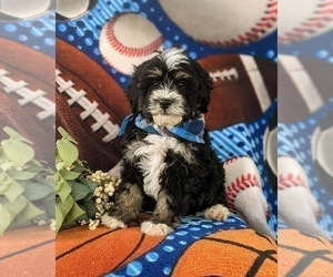 Miniature Bernedoodle Puppy for sale in OXFORD, PA, USA