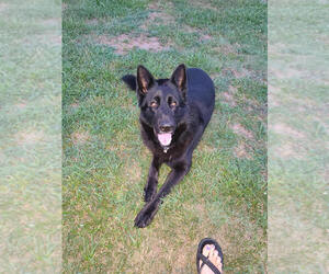Father of the German Shepherd Dog puppies born on 08/21/2025