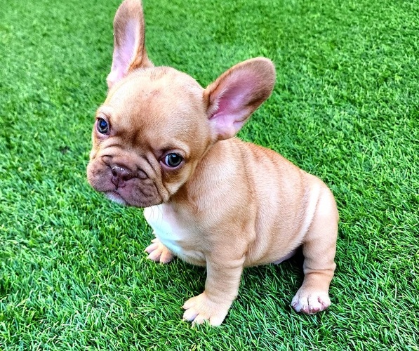 Medium Photo #3 French Bulldog Puppy For Sale in LAS VEGAS, NV, USA