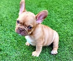 Small #2 French Bulldog