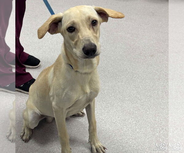 Medium Photo #2 Labrador Retriever-Retriever  Mix Puppy For Sale in Washington, DC, USA