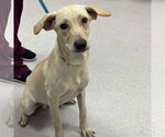 Small #1 Labrador Retriever-Retriever  Mix