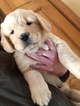 Small Photo #6 Golden Retriever Puppy For Sale in BRISTOL, VT, USA