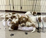 Small #2 Goldendoodle