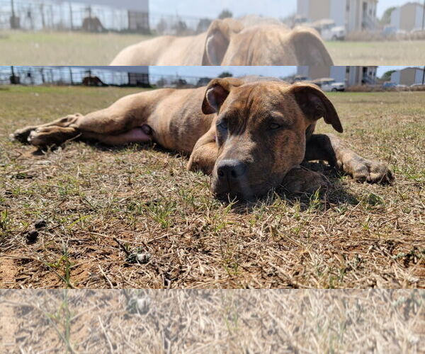 Medium Photo #4 Boxer-Staffordshire Bull Terrier Mix Puppy For Sale in Pleasanton, TX, USA