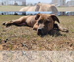 Small #3 Boxer-Staffordshire Bull Terrier Mix
