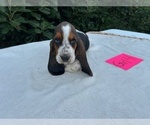 Small #7 Basset Hound