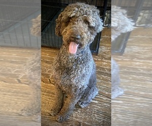 Mother of the Goldendoodle puppies born on 12/26/2024