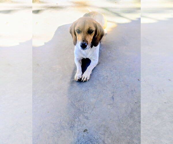 Medium Photo #5 Beagle Puppy For Sale in Apple Valley, CA, USA