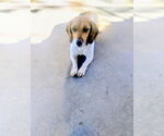 Small #4 Beagle