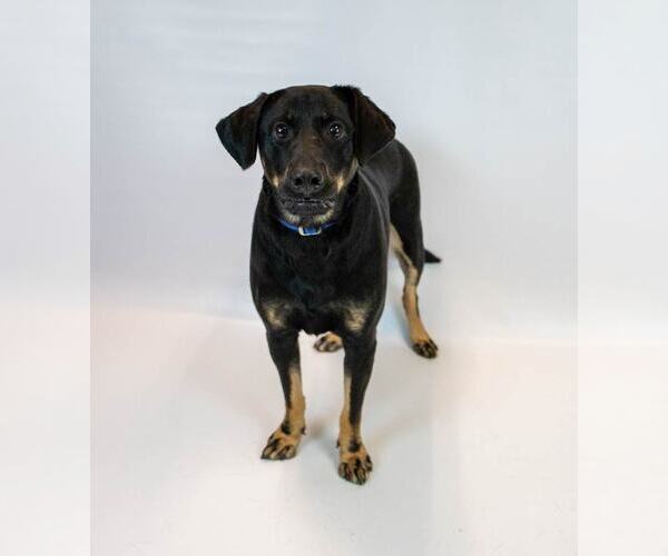 Medium Photo #5 Labrador Retriever-Unknown Mix Puppy For Sale in Kennesaw, GA, USA