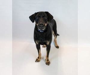 Orson - Male Labrador Retriever-Unknown Mix Dog for Adoption - Photo #5