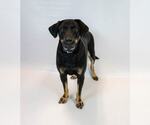 Small #4 Labrador Retriever Mix