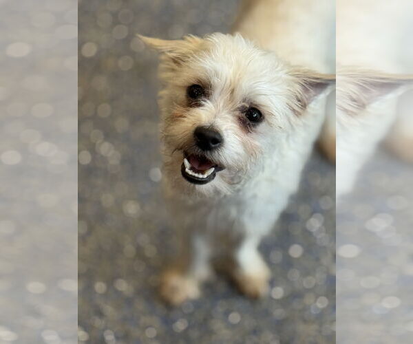 Medium Photo #2 Maltese-Unknown Mix Puppy For Sale in Phoenix, AZ, USA