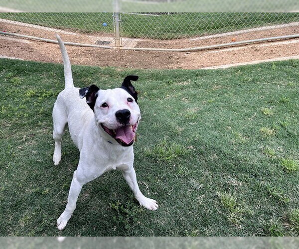 Medium Photo #2 Mutt Puppy For Sale in Plano, TX, USA