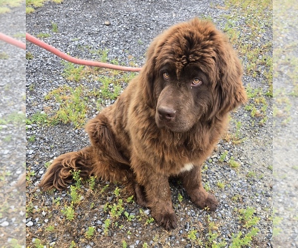 Medium Photo #1 Newfoundland Puppy For Sale in NEW HOLLAND, PA, USA