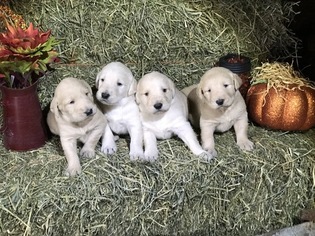 Labradoodle Puppy for sale in HEDRICK, IA, USA