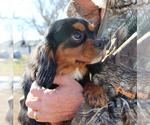 Small #25 Cavalier King Charles Spaniel