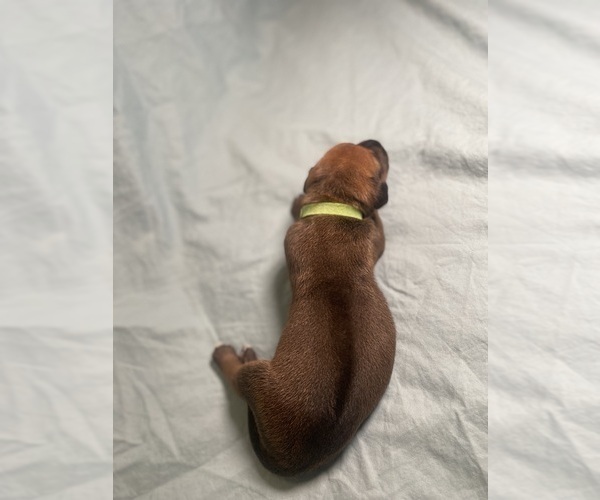 Medium Photo #5 Rhodesian Ridgeback Puppy For Sale in KELLER, TX, USA
