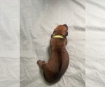 Small Photo #5 Rhodesian Ridgeback Puppy For Sale in KELLER, TX, USA