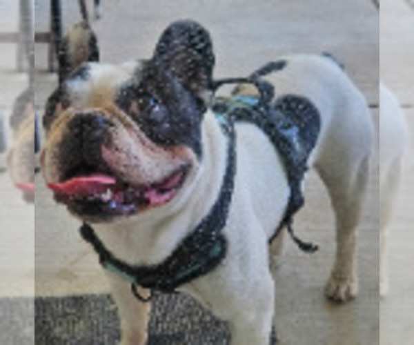Medium Photo #1 French Bulldog Puppy For Sale in BEAUMONT, CA, USA