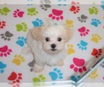 Small Photo #8 Shih Tzu Puppy For Sale in ORO VALLEY, AZ, USA