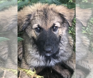 German Shepherd Dog-Golden Pyrenees Mix Puppy for sale in STOW, OH, USA