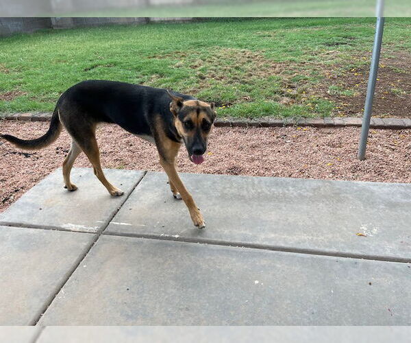 Medium Photo #2 German Shepherd Dog-Unknown Mix Puppy For Sale in Chandler, AZ, USA