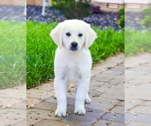 English Cream Golden Retriever Puppy for Sale in SYRACUSE, Indiana USA