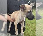 Small German Shepherd Dog Mix
