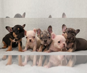 French Bulldog Puppy for sale in TEMECULA, CA, USA