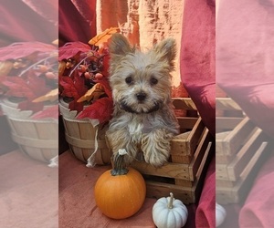 Morkie Puppy for Sale in LAKE, Michigan USA