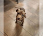 Small American Pit Bull Terrier Mix