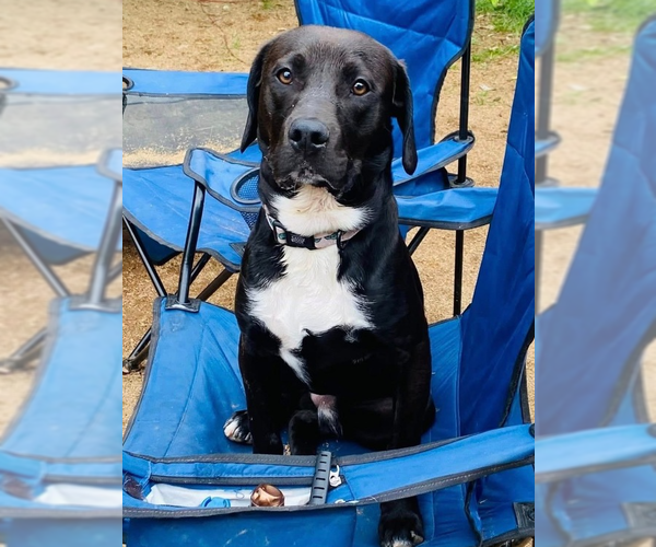 Medium Photo #1 Labbe Puppy For Sale in Brewster, NY, USA