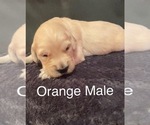 Small Photo #1 Golden Retriever Puppy For Sale in EVART, MI, USA