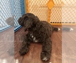 Small #5 Cockapoo