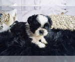 Puppy 5 Shih Tzu