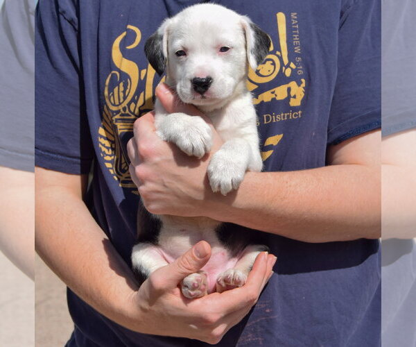 Medium Photo #4 American Bulldog-Unknown Mix Puppy For Sale in Huntley, IL, USA
