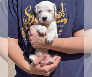Flounder - Female American Bulldog-Unknown Mix Dog for Adoption - Photo #4