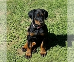 Small Photo #33 Doberman Pinscher Puppy For Sale in DRUMRIGHT, OK, USA
