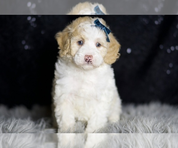 Medium Photo #1 Maltipoo (Miniature) Puppy For Sale in WARSAW, IN, USA