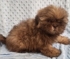 Shih Tzu Puppy for sale in STUART, FL, USA