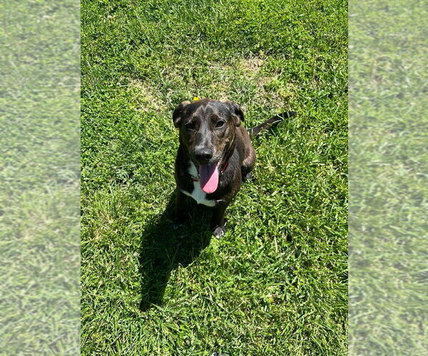 Medium Photo #4 Mutt Puppy For Sale in Osgood, IN, USA