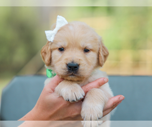 Medium Photo #4 Golden Retriever Puppy For Sale in LIBERTY, KY, USA